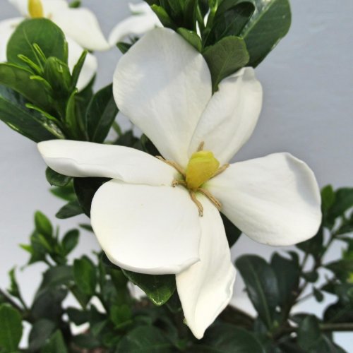 Gardenia Kleim's Hardy C 5 30+ (1) Blüte