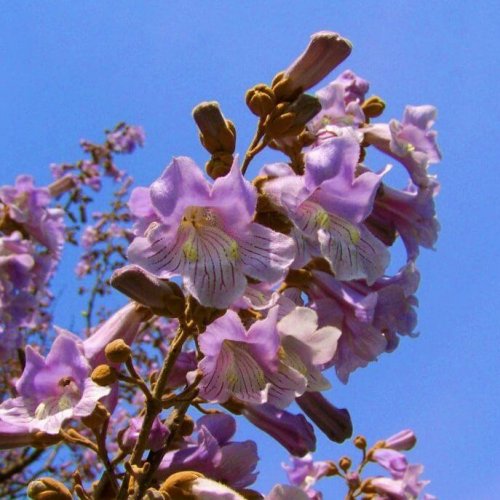 emperor-flowering-tree-772170-scaled-e1589724298227-1200x687